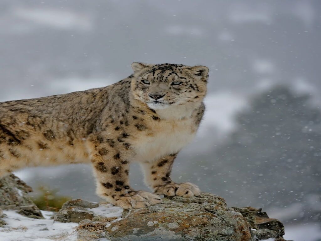 snow leopard sighting tours in ladakh